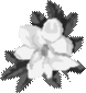 magnolia image