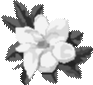 magnolia image